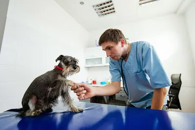 Gabinet Weterynaryjny "UltraVet" Łukasz Łasak